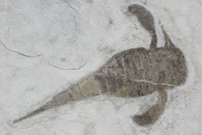Eurypterus (Sea Scorpion) Fossil - New York #86877